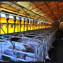 이윤 농장 이미지