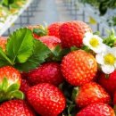 강경젓갈시장 | "딸기 먹으러 논산 가요!" 2026 논산 딸기축제 셔틀버스 명당 &amp; 강경 젓갈시장 꿀팁