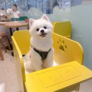 도봉구애견동반카페 신규카페- 포레스트 창동 (메뉴추천/병원후기/주차정보)