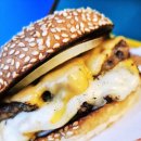 252-운정3-252 | 파주 운정 애견동반 햄버거 맛집 [틴틴스버거]내돈 내산 방문 후기