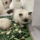 버만캣패밀리 이미지