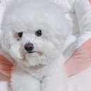 그루미뇽 이미지