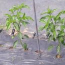 와부농업협동조합경제사업소 이미지