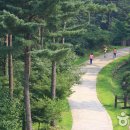 아침고요치유의 숲 Daum카페