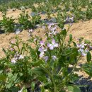 안금농장 이미지