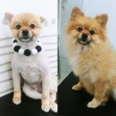 나리펫살롱 이미지