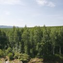 유화(주간) 이미지