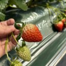 향기농장 이미지