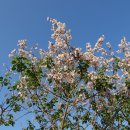 오동나무 Paulownia coreana Uyeki 이미지