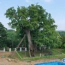 당진 면천 은행나무[ Ginkgo Trees of Myeoncheon, Dangjin , 唐津 沔川 은행나무 ]충청남도 당진시 면천면에 이미지