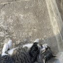 푸들민박 이미지