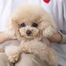 코카 24시 동물병원 이미지