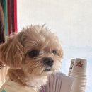 쌍둥이네 애견 이미지