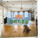순진한 강아지 | 배방 강아지분양 두 마리를 동시에 데려오며 겪은 3주간의 고군분투기