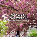 완산-109 | 전국 겹벚꽃 명소 | 전주 완산꽃동산 겹벚꽃 철쭉 다녀온 후기 26.4.25