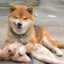 단양읍 도전리 공원