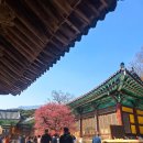 화엄사성보박물관 | 양산 통도사(매화) 가볼만한곳 보타암(복수초), 서운암(공작새), 장경각(16만도자대장경) 정보