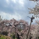 양재천 벚꽃구경 이미지