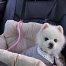 블링블링 | 강아지 산책 용품 스멜리 젤리의 강아지 리드줄 '블링블링젤리리쉬' 후기