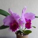 기르고 있는 난들(5) - 카틀레아 (Cattleya). 이미지