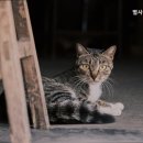 별사랑동물병원 네이버블로그
