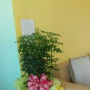 강강술래(소리와의  이미지