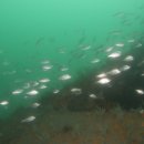 바다목장 이미지