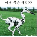 이새 이미지
