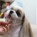 뽀독 애견 미용 이미지