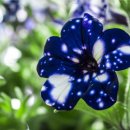 은하반점 이미지