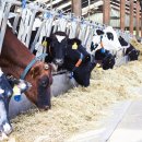 지현목장 이미지