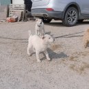 신태양농장 | 부산 동물보호센터 가는 법 🐶🐱