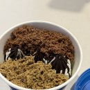 요거트월드평택점 | 요거트월드 평택점 ෆ 두바이반반폭탄 솔직후기