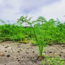 우주농장 이미지