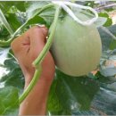 김용태농장 이미지