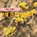 꽃무리 | 구례 산수유꽃 축제 행사기간 개화율 셔틀버스 행사 솔직후기