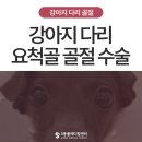 에스메디컬 | 다칠 수 있어요. 그레이하운드 강아지 다리 골절 수술 후기 - 에스동물메디컬센터 울산점 정형외과