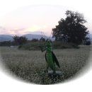 메밀꽃일다 이미지