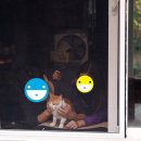 묘생역전 이미지