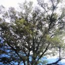 느티나무 이미지