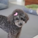 왈왈 살롱 이미지