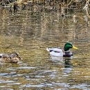 당산1교 이미지