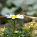 송가인공원 이미지