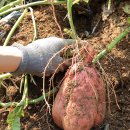 꿀사랑 양봉 이미지