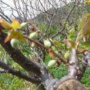 2016년 4월 17일(일)사과꽃과 황매화가 만발하고 곰취나물과 고사리순이 나오는 봄이 왔다 이미지