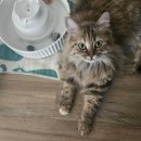 애드야옹 | 고양이 방광염 보조제, 과학적으로 증명되었나? 구매 전 필수 체크리스트