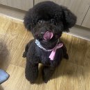 봉순이네 펫살롱 이미지