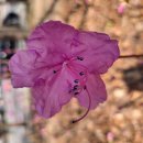 26.3.25(수).신길역에서 당산역까지.안내 인암님 이미지