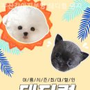 부산강아지분양테디럽명지 네이버블로그