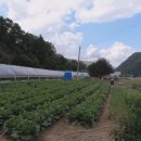 초월읍-1 이미지